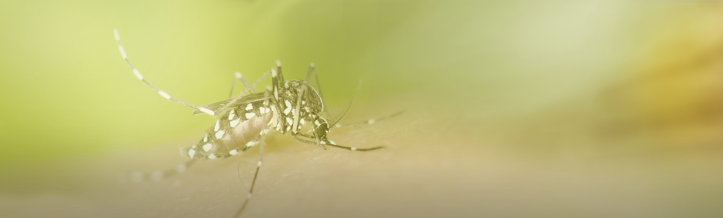 2_forb-disinfestaz-pagina-dettaglio