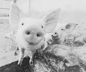 agricoltura_sociale_08